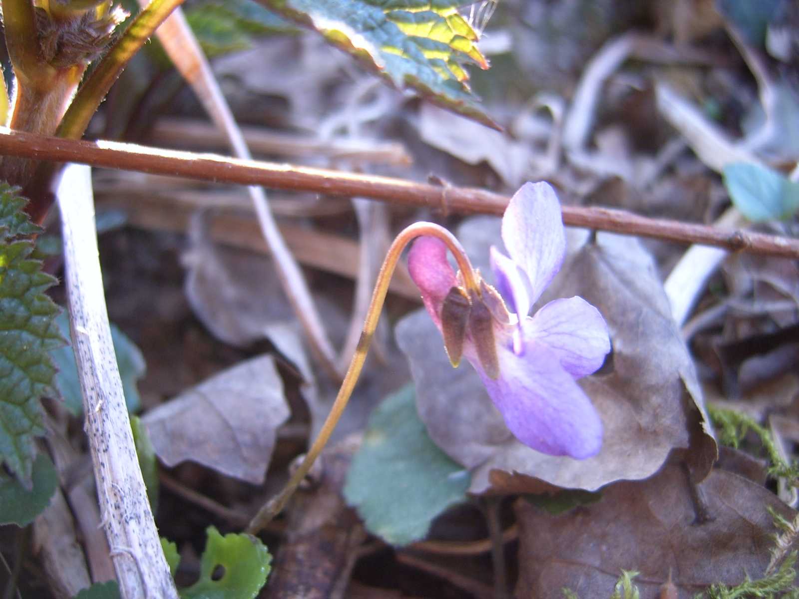 Ancora viole - Viola  cfr. alba